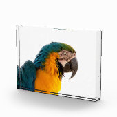 Parrot  フォトブロック (右)
