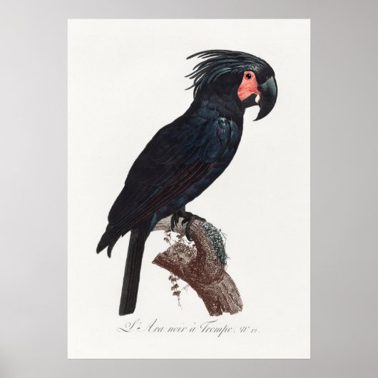 Parrot ポスター (正面)