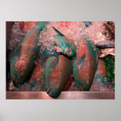 Parrot Fish ポスター (正面)