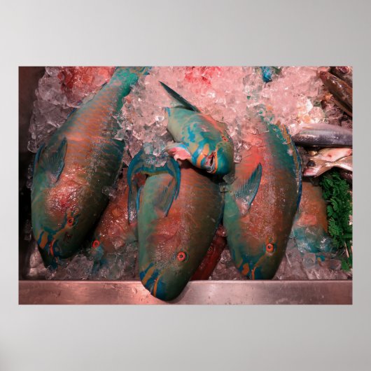 Parrot Fish ポスター (正面)