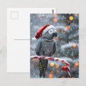 Parrot Holiday Card — Winter Wonder  ポストカード (正面/裏面)