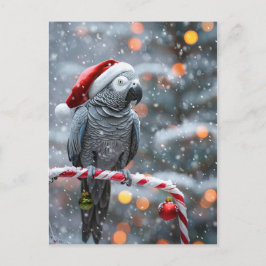 Parrot Holiday Card — Winter Wonder ポストカード