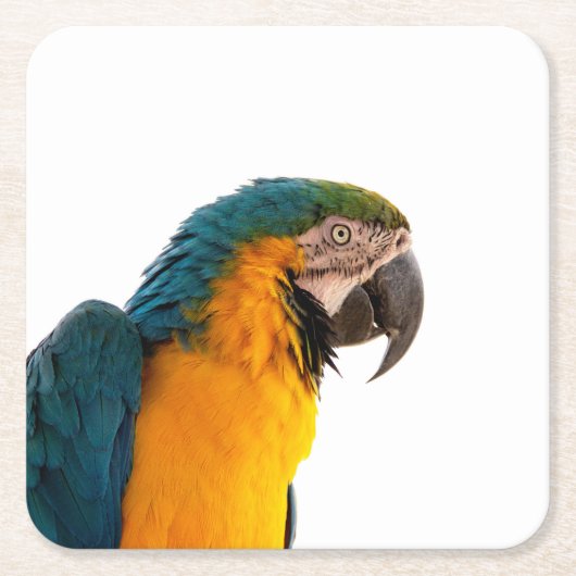 Parrot Notes スクエアペーパーコースター (正面)