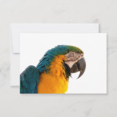 Parrot Post-Itメモ サンキューカード (正面)