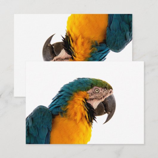 Parrot Post-Itメモ サンキューカード (正面/裏面)