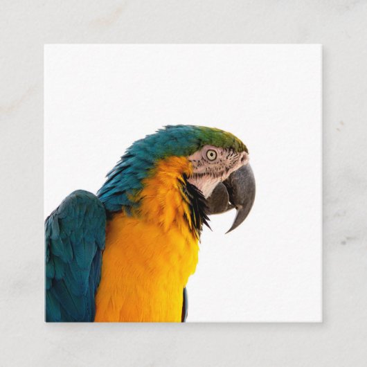 Parrot Post-Itメモ スクエア名刺 (正面)