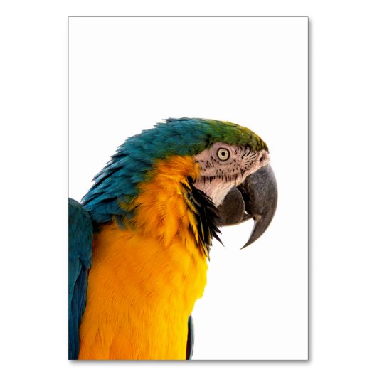 Parrot Post-it Notes テーブルナンバー (正面)