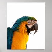 Parrot Post-it Notes ポスター (正面)