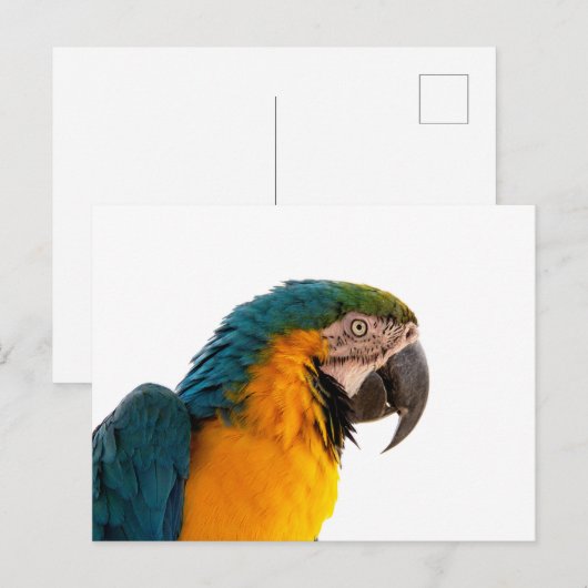 Parrot Post-it Notes ポストカード (正面/裏面)