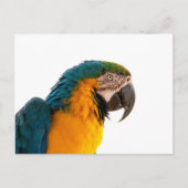 Parrot Post-it Notes ポストカード (正面)
