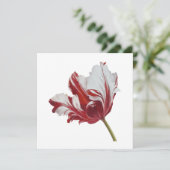 Parrot Tulip 10x  カード (スタンド正面)