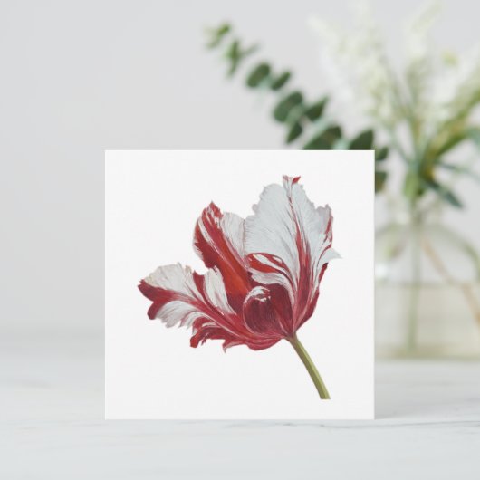 Parrot Tulip 10x  カード (スタンド正面)