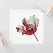 Parrot Tulip 10x  カード (正面/裏面インサイチュ)