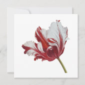 Parrot Tulip 10x  カード (正面)
