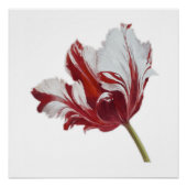 Parrot Tulip Fine Art Print ポスター (正面)