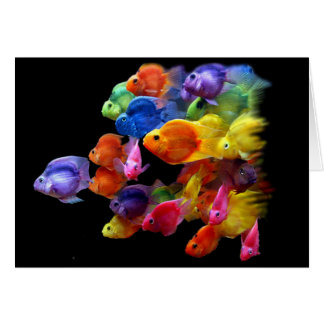 Parrotfishの虹