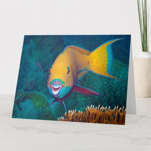 Parrotfish – メイクアップを打つ!写カラフル真 | カード (正面)