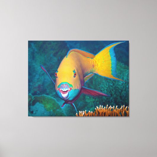 Parrotfish – メイクアップを打つ!写カラフル真 | キャンバスプリント (正面)