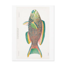 「PARROTFISH」海洋生物葉書