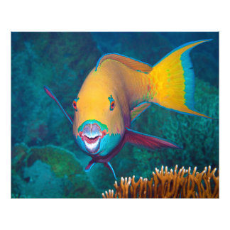 Parrotfish - Striking Make-Up! Colorful photo | フォトプリント