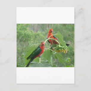 Parrotsオーストラリアの王 ポストカード