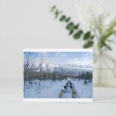 ParrotSleds – 横 ポストカード (スタンド正面)