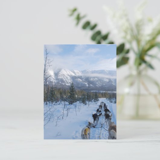 ParrotSleds – 横 ポストカード (スタンド正面)