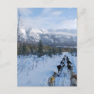 ParrotSleds – 横 ポストカード