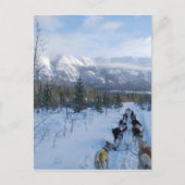 ParrotSleds – 横 ポストカード (正面)