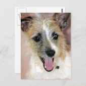 Parson Russell Terrier/ヨークシャーテリアミックスポストカード ポストカード (正面/裏面)