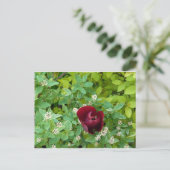 parterre de fleurs au printemps ポストカード (スタンド正面)