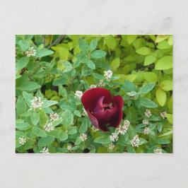 parterre de fleurs au printemps ポストカード