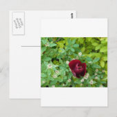 parterre de fleurs au printemps ポストカード (正面/裏面)