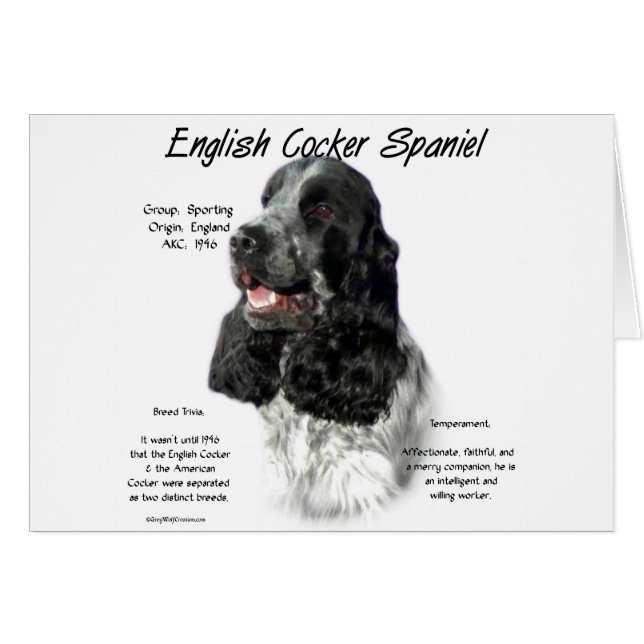 Parti English Cockerスパニエル犬履歴 (正面横)