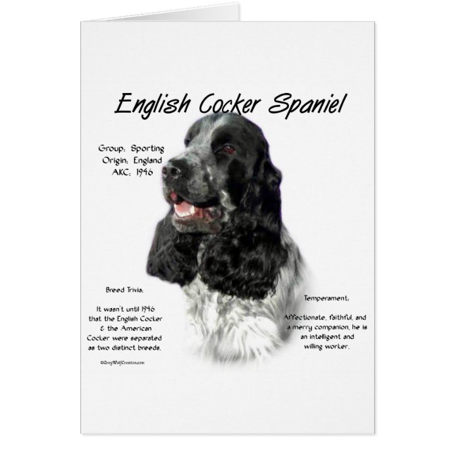 Parti English Cockerスパニエル犬履歴 (正面)