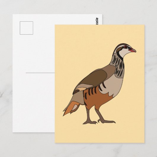 Partridge Chukar Bird ポストカード (正面/裏面)