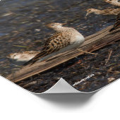 Party of Baird & Pectoral Sandpipers at the Beach ポスター (角)