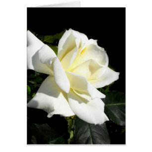 Pascaliの白い雑種の茶バラ