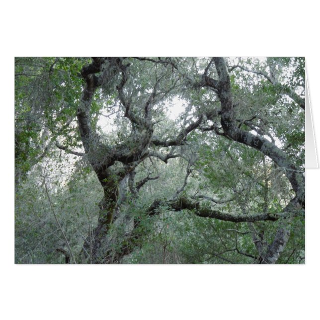 Paso Robles、カリフォルニアのもつれさせたオークの木 (正面横)
