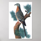 Passenger Pigion – トピスP/folio ポスター (正面)