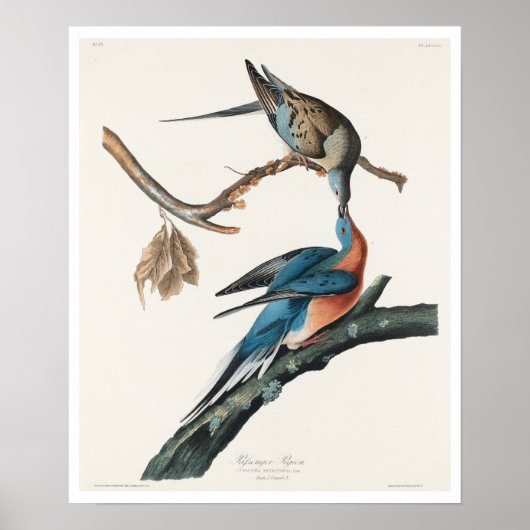 Passenger Pigon by Audubon Poster ポスター (正面)