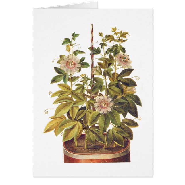 Passifloraのincarnata (正面)