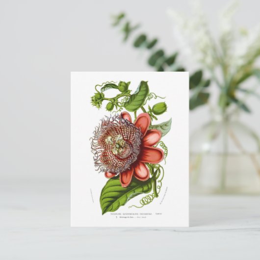 Passifloraのquadrangularisのdecaisneana ポストカード (スタンド正面)