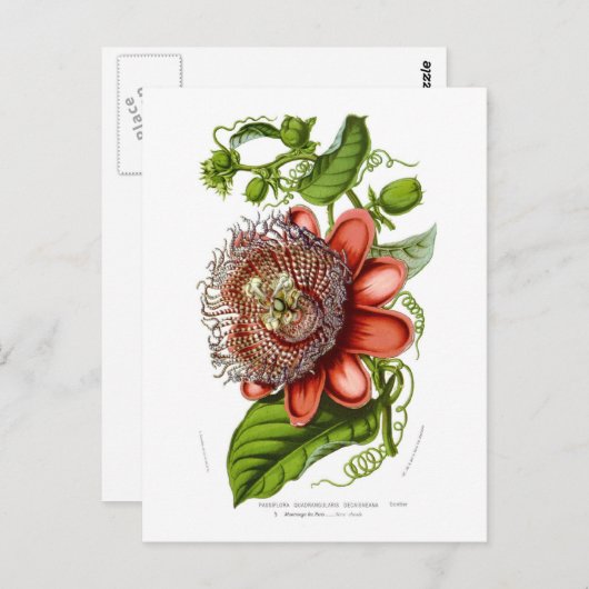 Passifloraのquadrangularisのdecaisneana ポストカード (正面/裏面)