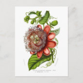 Passifloraのquadrangularisのdecaisneana ポストカード (正面)