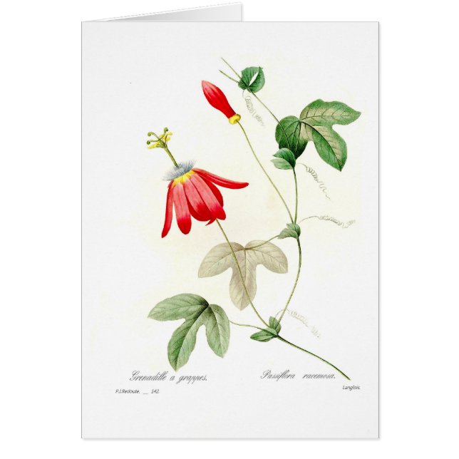 Passifloraのracemosa (正面)