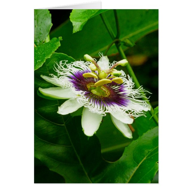 Passiflora (正面)