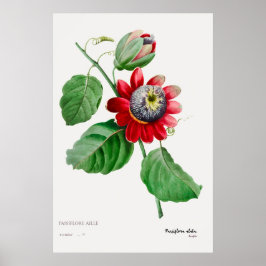 Passiflora Ailee - Botanical 素晴らし Art Poster ポスター