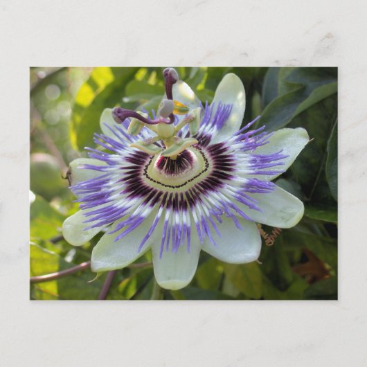 Passiflora edulis forma flavicarpa （パッションフラワー） ポストカード (正面)