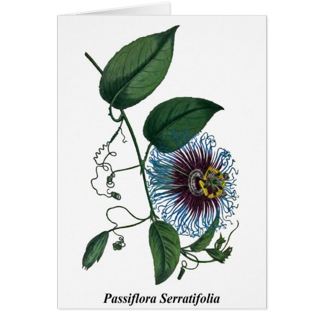 Passiflora Serratifolia (正面)